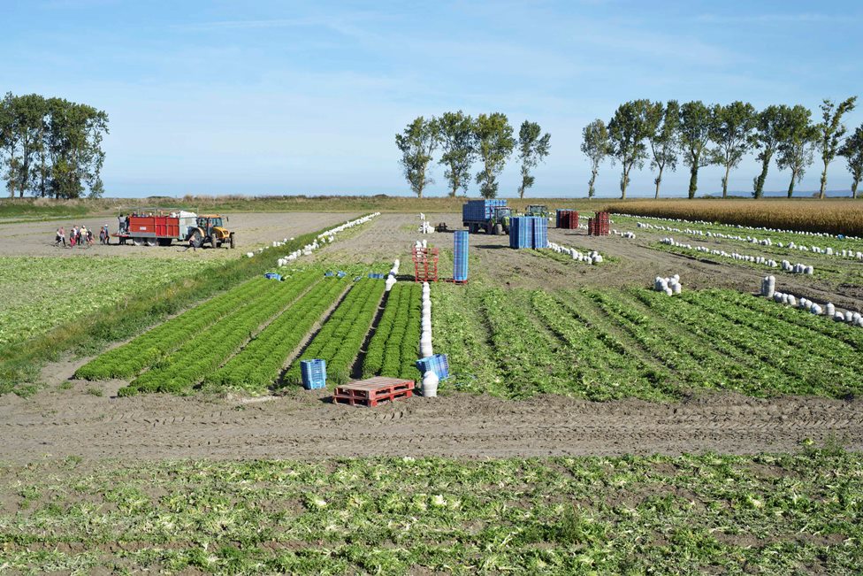 Paysage de cultures légumières typique des polders modernes, digue visible au loin, alignements de peupliers, saisonniers au travail.