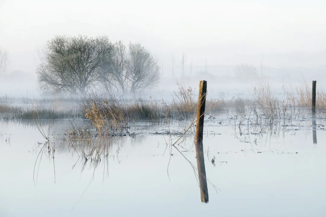 BRUME SUR LE MARAIS