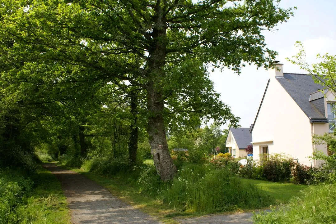 Lotissement bordé par un chemin boisé