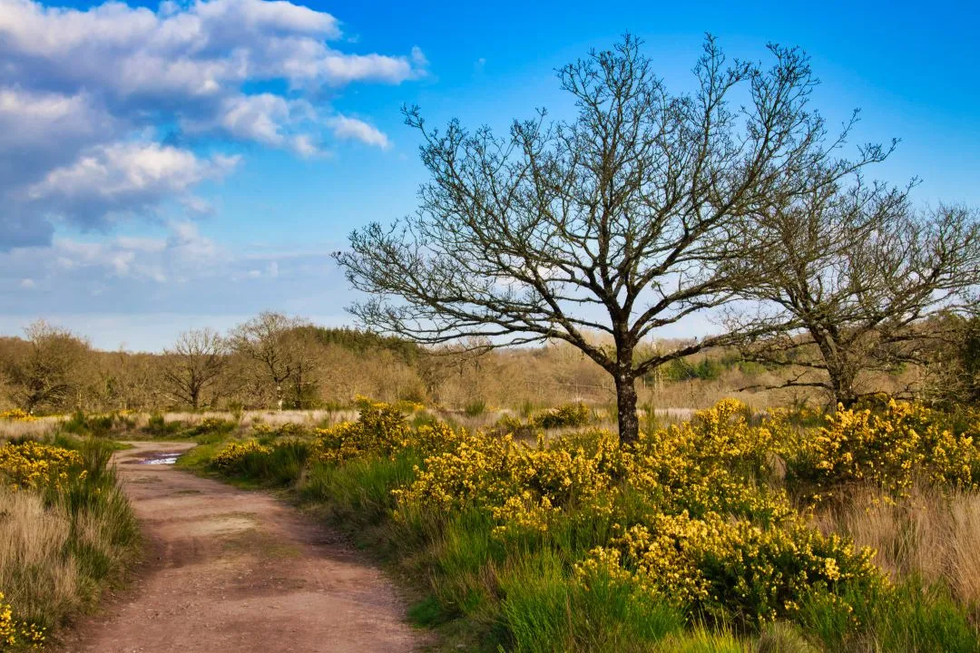 LES LANDES DU CANUT