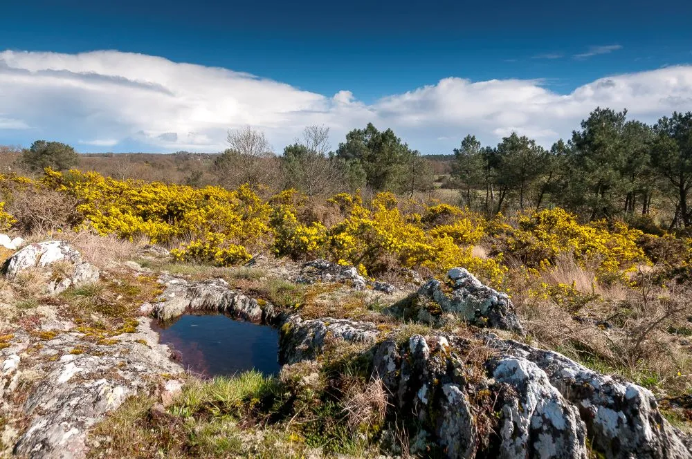 LANDES DE BRETAGNE