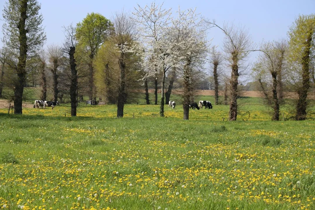 LA PRAIRIE JAUNE